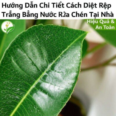 Hướng Dẫn Chi Tiết Cách Diệt Rệp Trắng Bằng Nước Rửa Chén Tại Nhà: Hiệu Quả & An Toàn