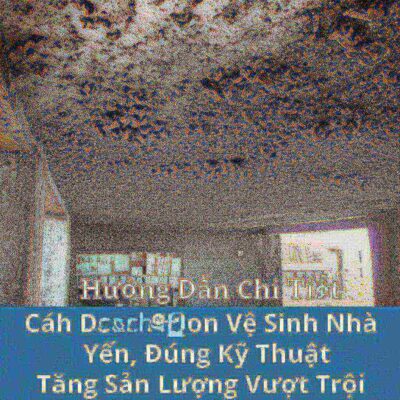 Hướng Dẫn Chi Tiết Cách Dọn Vệ Sinh Nhà Yến Đúng Kỹ Thuật, Tăng Sản Lượng Vượt Trội