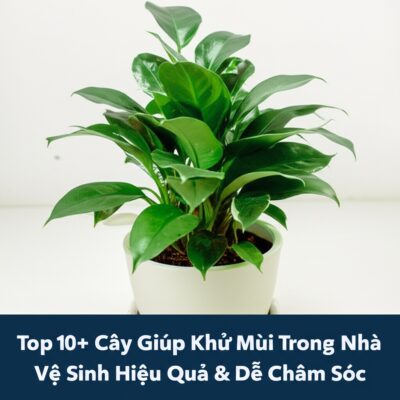 Top 10+ Cây Giúp Khử Mùi Trong Nhà Vệ Sinh Hiệu Quả & Dễ Chăm Sóc